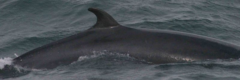 Northern Minke Whale, Balaenoptera acutorostrata.jpg