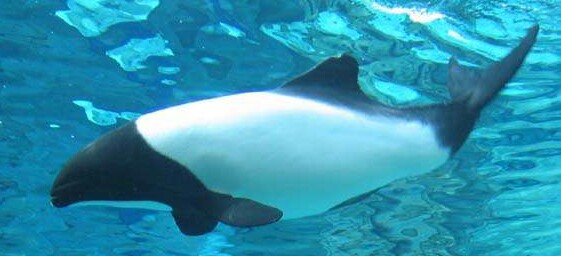 Commdolph01-Commerson\'s Dolphin (Cephalorhynchus commersonii).jpg