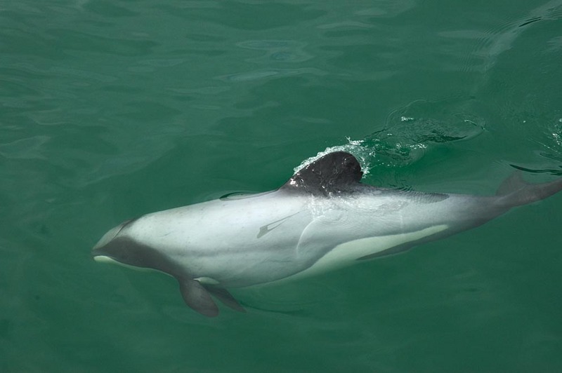 Hectors Dolphin-Hector\'s Dolphin (Cephalorhynchus hectori).jpg