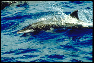 Rough-toothed Dolphin (Steno bredanensis).jpg