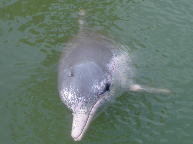 Pink Dolphin-Chinese White Dolphin (Sousa chinensis chinensis).jpg