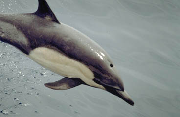 Common dolphin-Delphinus delphis.jpg
