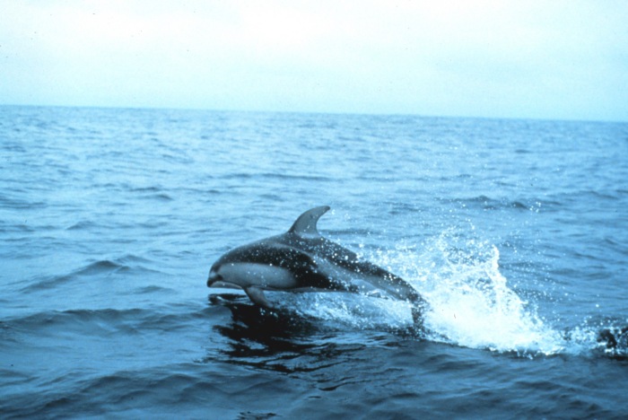 Pacific White-sided Dolphin (Lagenorhynchus obliquidens).jpg