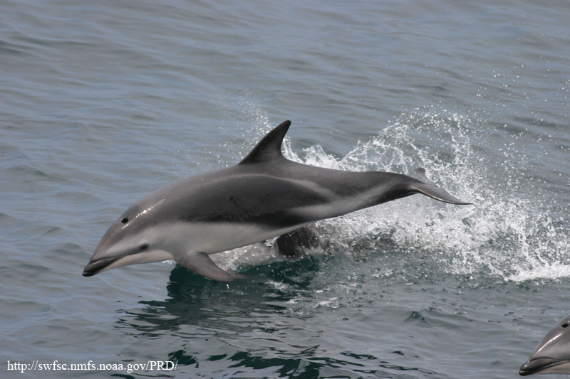 Dusky Dolphin (Lagenorhynchus obscurus).jpg