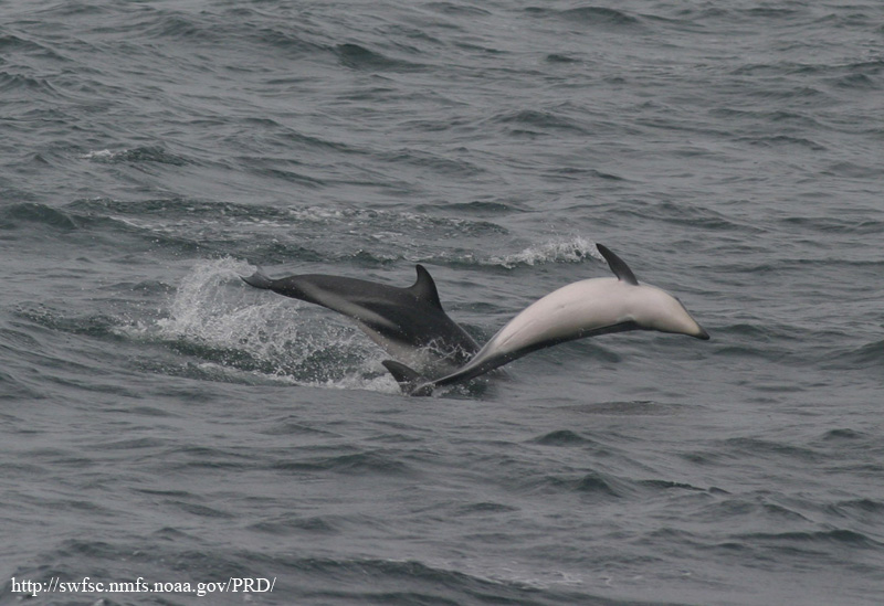 Dusky Dolphin (Lagenorhynchus obscurus)2.jpg