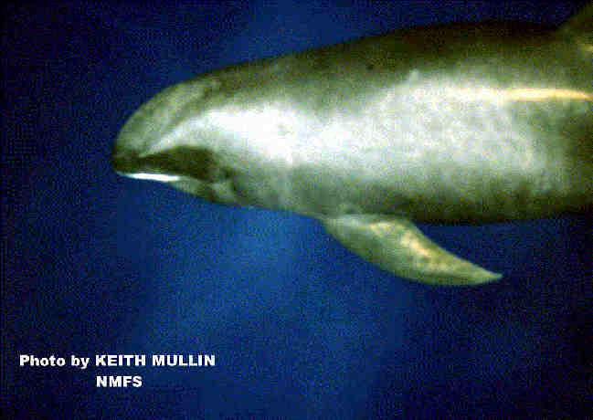 Melon-headed whale large-Peponocephala electra.jpg