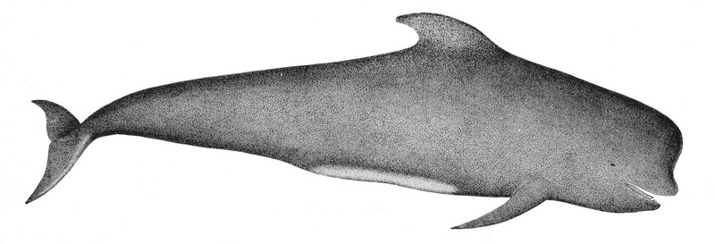 Short-finned Pilot Whale (Globicephala melaena).jpg
