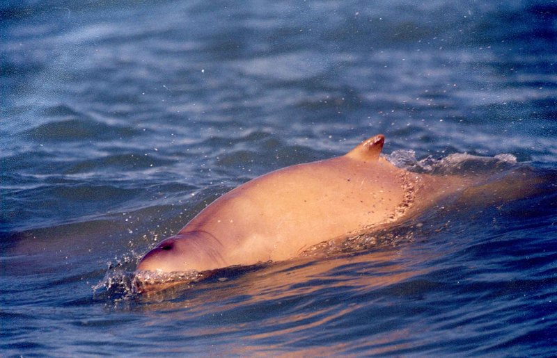 Australian Snubfin Dolphin (Orcaella heinsohni).jpg