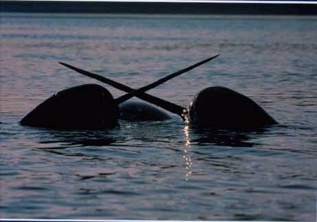 Narwhal\'s surfacing in the High Arctic.jpg