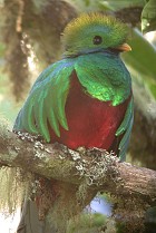 Resplendent Quetzal (Pharomachrus mocinno).jpg