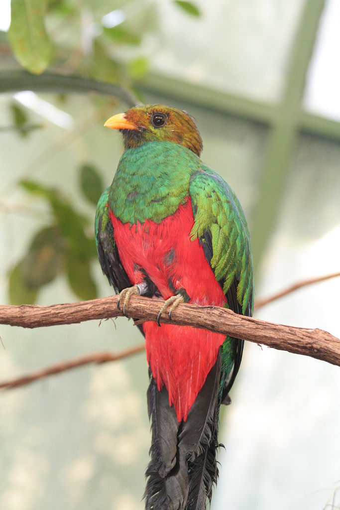 Golden-headed Quetzal (Pharomachrus auriceps).jpg