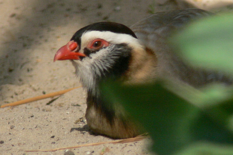 Arabian Partridge (Alectoris melanocephala).jpg