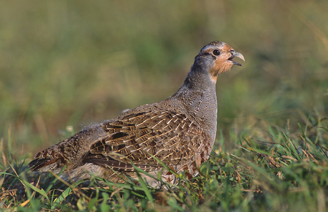 Grey Partridge (Perdix perdix) (Marek Szczepanek).jpg
