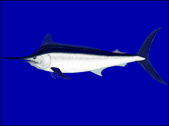 Maind u0-Black Marlin (Makaira indica).jpg