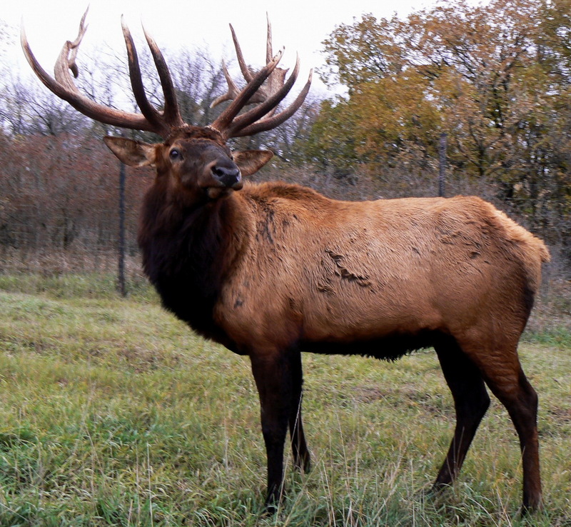 Elk (Cervus canadensis) 2006.jpg