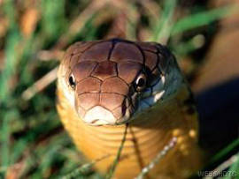 King Cobra (Ophiophagus hannah).jpg