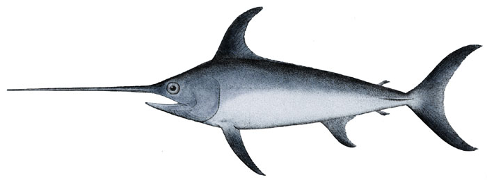 Xiphias gladius1-swordfish.jpg