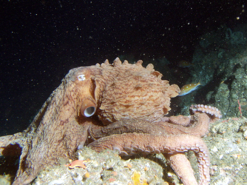 North Pacific Giant Octopus (Enteroctopus dofleini).jpg