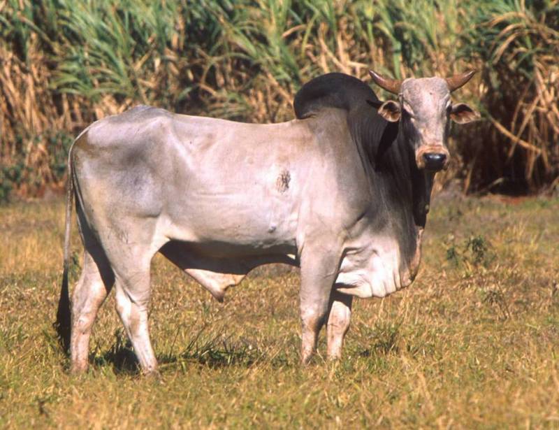Bos taurus indicus-Zebu Cattle (Bos primigenius indicus).jpg