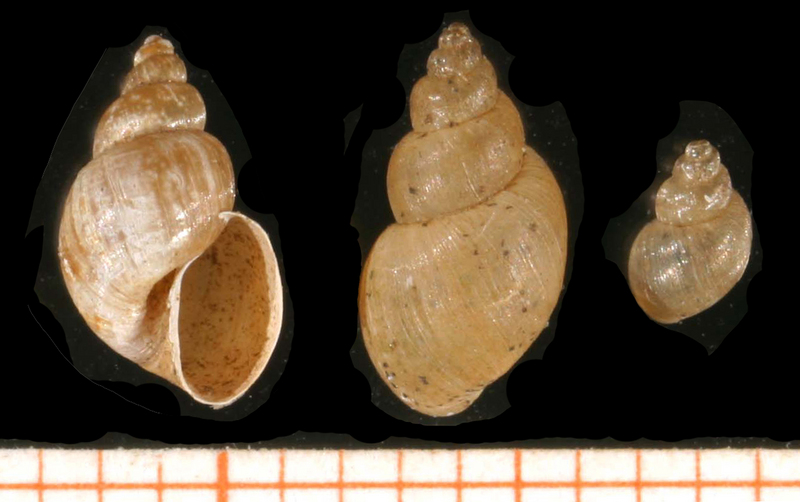 Galba truncatula-freshwater snails.jpg