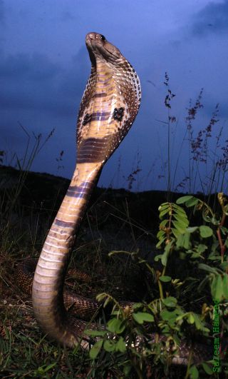 Cobra hood-Indian cobra, Naja naja.jpg