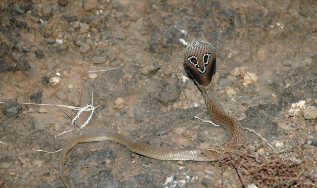 Indian Binocellate Cobra.JPG
