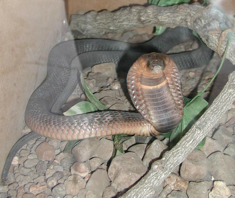 Egyptian Cobra (Naja haje).jpg