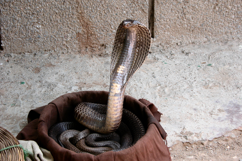Indian cobra, Naja naja.jpg