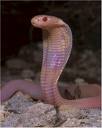 Monocled Cobra (Naja kaouthia).jpg
