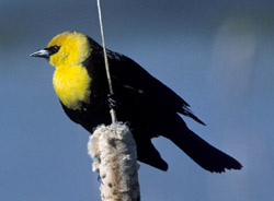 Yellow-headed Blackbird (Xanthocephalus xanthocephalus).jpg