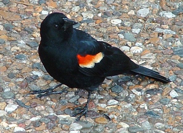 Red-winged blackbird (Agelaius phoeniceus) male.jpg