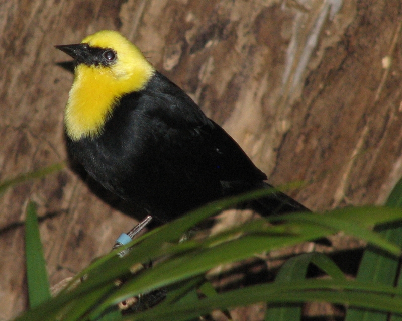 Yellow-hooded Blackbird (Chrysomus icterocephalus) 004.jpg
