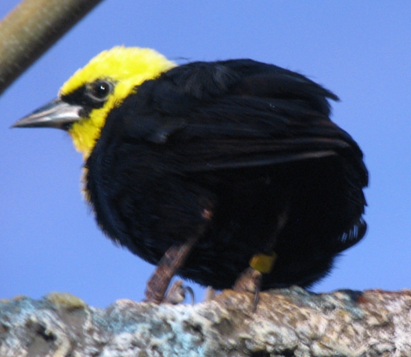 Yellow-hooded Blackbird (Chrysomus icterocephalus) 2.jpg