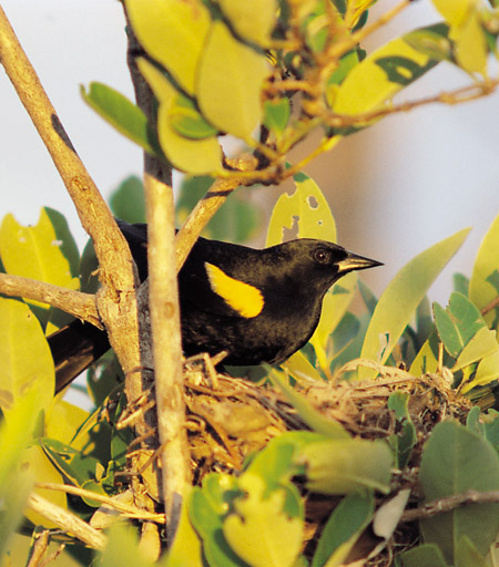 Yellow-shouldered Blackbird (Agelaius xanthomus).jpg