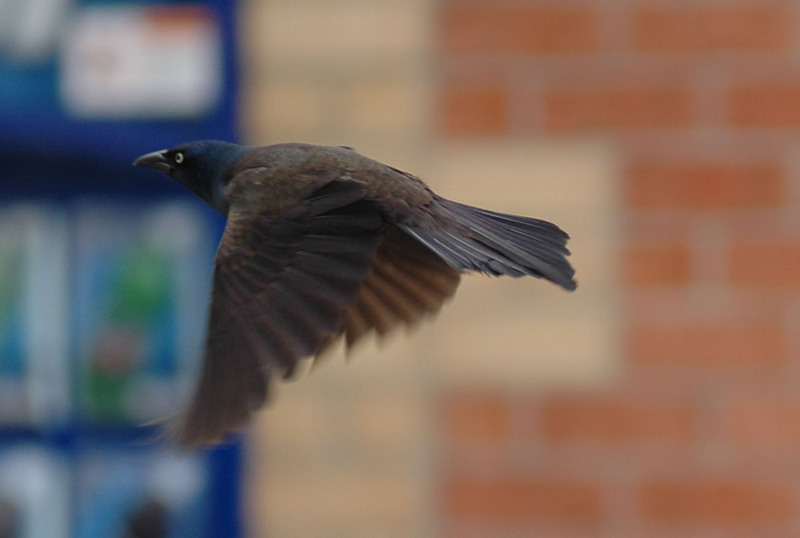Common Grackle, Quiscalus quiscula, In Flight.jpg