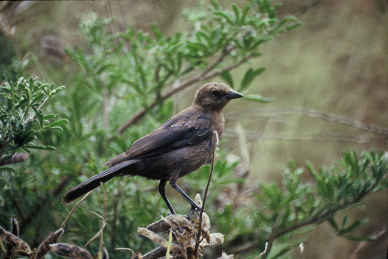 Brown-headed Cowbird, Molothrus ater 1.jpg