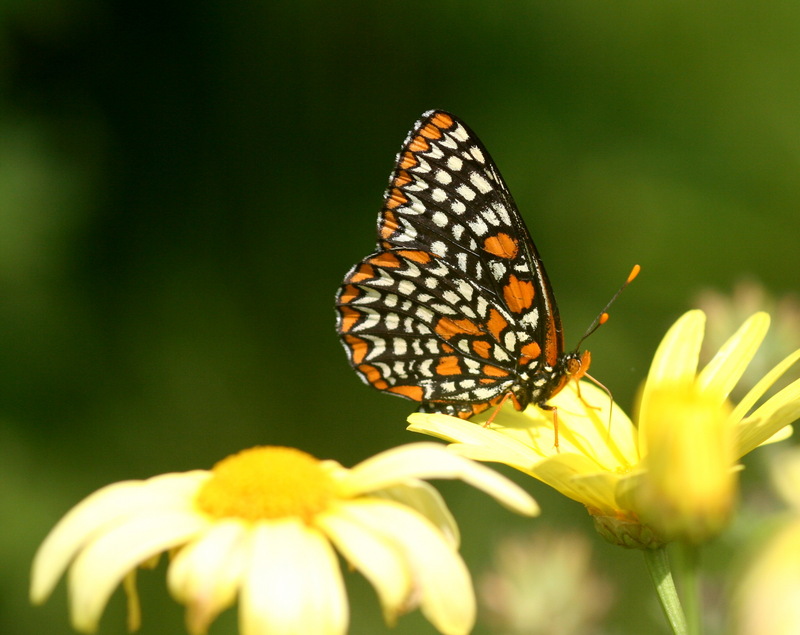 Baltimore Checkerspot Butterfly (Euphydryas phaeton) DS.jpg