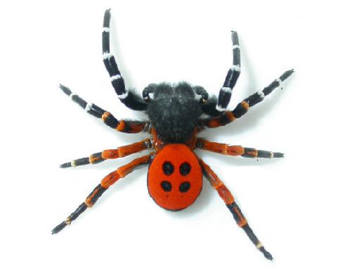 ladybird spider-Eresus niger  (주홍거미).jpg