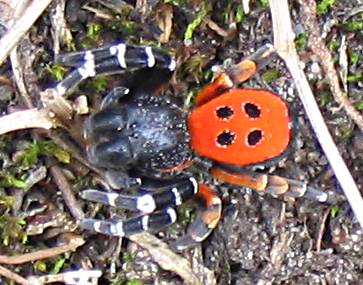 Ladybird Spider (Eresus cinnaberinus).jpg
