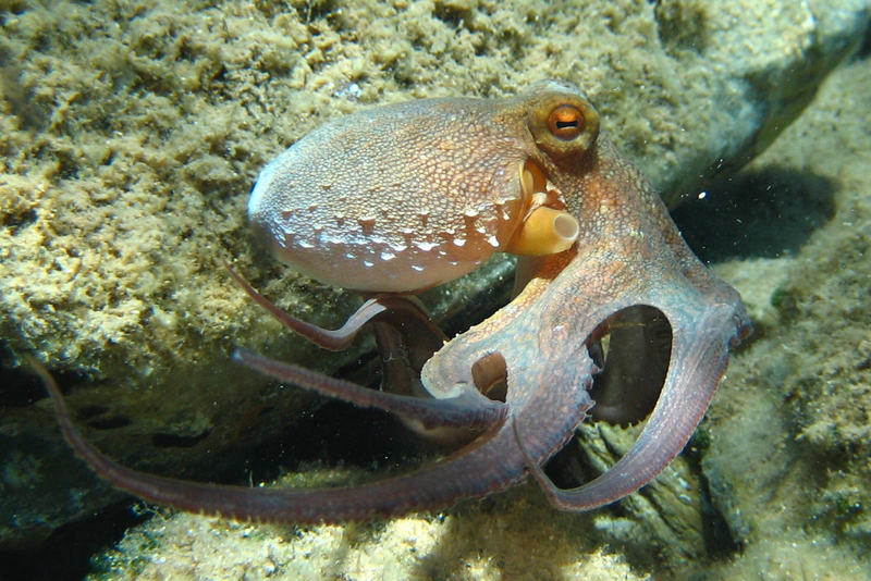 Common Octopus (Octopus vulgaris) 2.jpg
