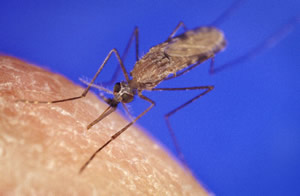 Anopheles Gambiae mosquito.jpg