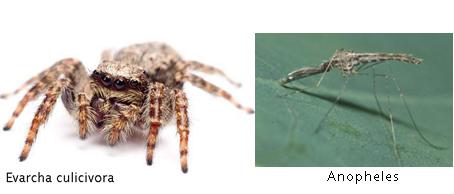 Jumping spider (Evarcha culicivora) and Anopheles mosquito.jpg