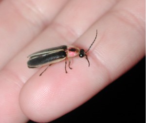Adult Pennsylvania Firefly (Photuris pennsylvanica) 1665.jpg