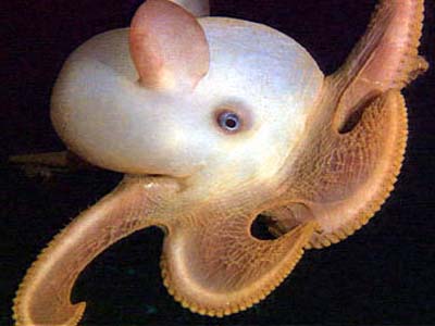 Litttle Dumbo Octopus.jpg