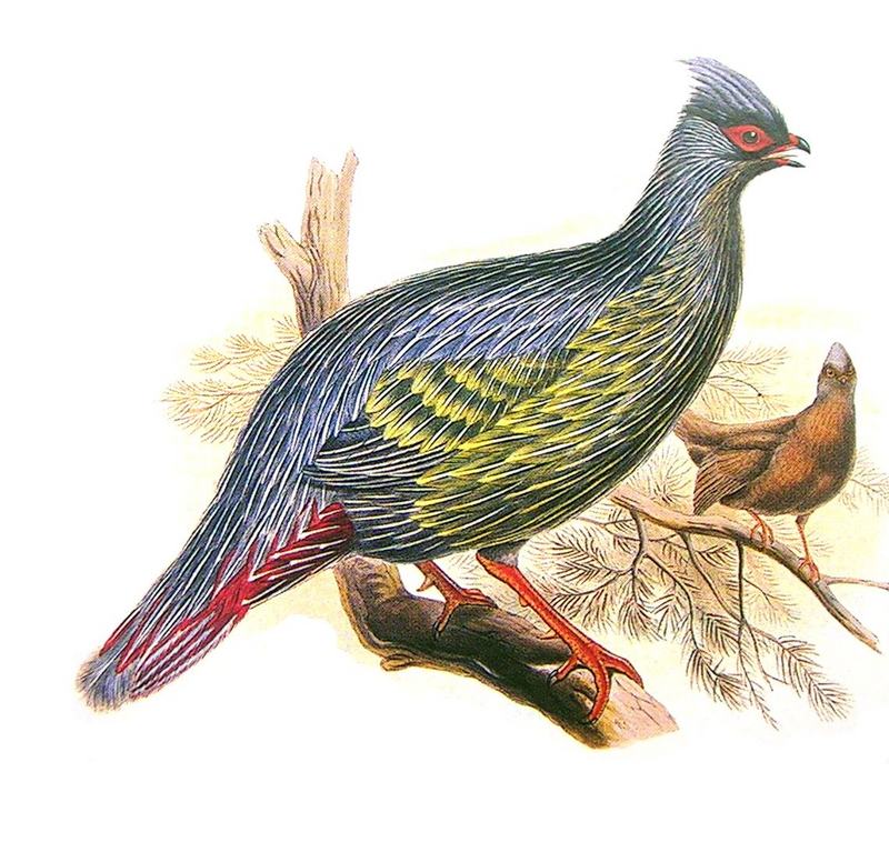 Blood Pheasant, Ithaginis cruentus - Gould Richter.jpg
