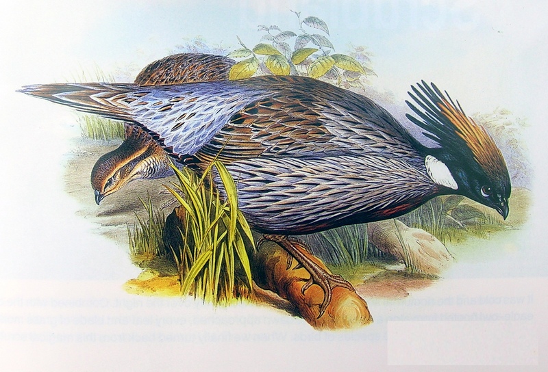 Koklass Pheasant (Pucrasia macrolopha) Richter.jpg