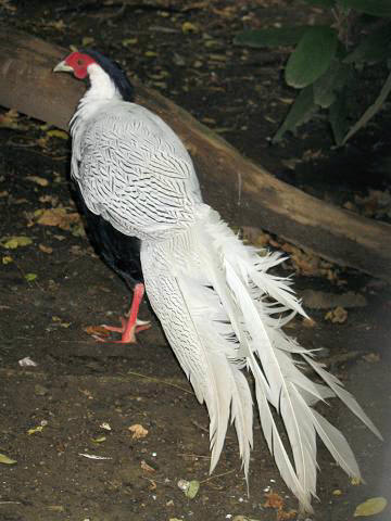 Stavenn Lophura nycthemera 01-Silver Pheasant.jpg