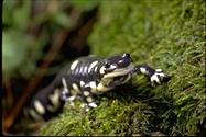 California Tiger Salamander (Ambystoma californiense) thumbnail.jpg