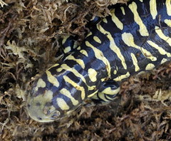 Barred Tiger Salamander (Ambystoma mavortium).jpg