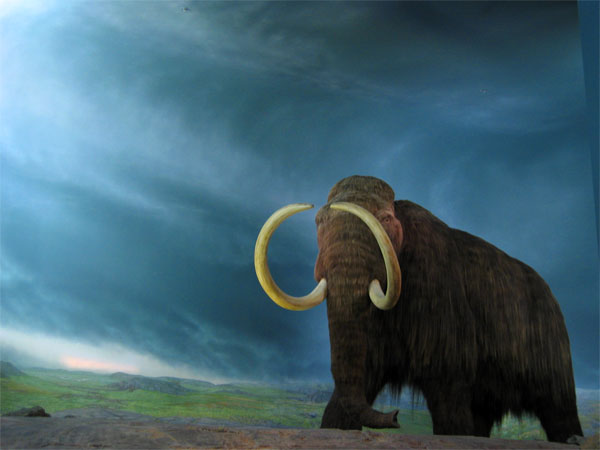 Mamut lanudo-Woolly Mammoth (Mammuthus primigenius).jpg